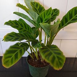 Calathea zebrina Calathea zebrina