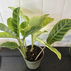 Calathea zebrina Calathea zebrina