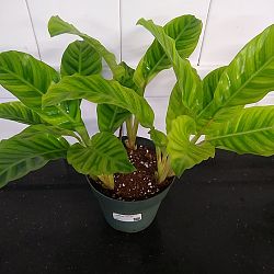 Calathea zebrina Calathea zebrina