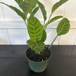 Calathea zebrina Calathea zebrina