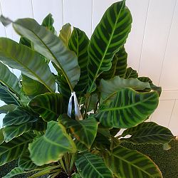 Calathea zebrina Calathea zebrina