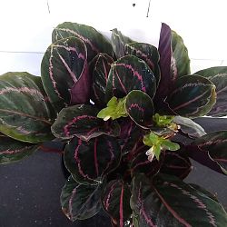 Calathea 'Dottie' Calathea 'Dottie'