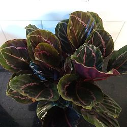 Calathea 'Dottie' Calathea 'Dottie'