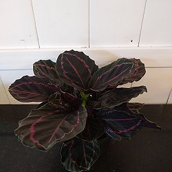 Calathea 'Dottie' Calathea 'Dottie'
