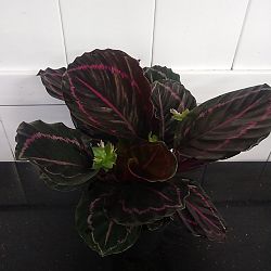 Calathea 'Dottie' Calathea 'Dottie'