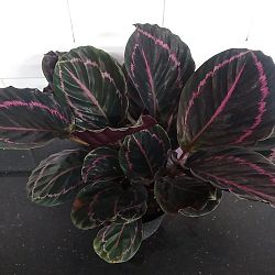 Calathea 'Dottie' Calathea 'Dottie'