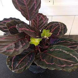 Calathea 'Dottie' Calathea 'Dottie'
