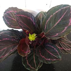 Calathea 'Dottie' Calathea 'Dottie'