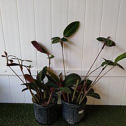 Calathea 'Jungle Velvet' Calathea 'Jungle Velvet'