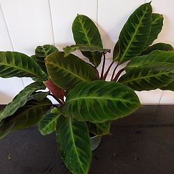 Calathea 'Jungle Velvet' Calathea 'Jungle Velvet'