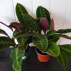 Calathea 'Jungle Velvet' Calathea 'Jungle Velvet'