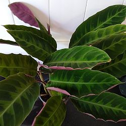 Calathea 'Jungle Velvet' Calathea 'Jungle Velvet'