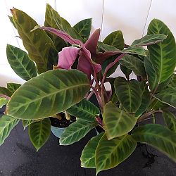 Calathea 'Jungle Velvet' Calathea 'Jungle Velvet'