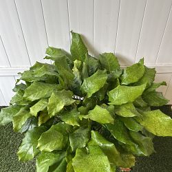 Calathea musaica Calathea musaica