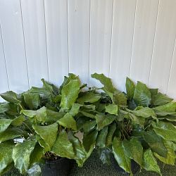 Calathea musaica Calathea musaica