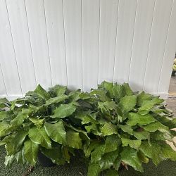 Calathea musaica Calathea musaica