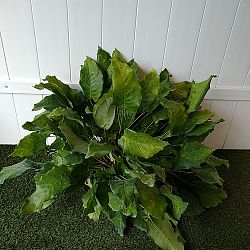 Calathea musaica Calathea musaica