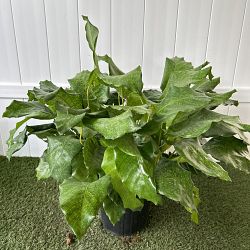 Calathea musaica Calathea musaica