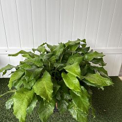 Calathea musaica Calathea musaica