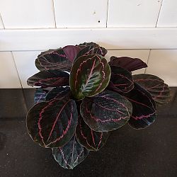 Calathea 'Medallion' Calathea 'Medallion'