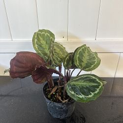 Calathea 'Medallion' Calathea 'Medallion'