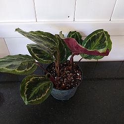 Calathea 'Medallion' Calathea 'Medallion'