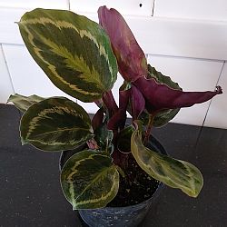 Calathea 'Medallion' Calathea 'Medallion'