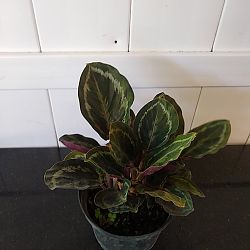 Calathea 'Medallion' Calathea 'Medallion'