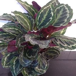Calathea 'Medallion' Calathea 'Medallion'