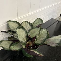 Calathea roseopicta 'Corona' Calathea roseopicta 'Corona'