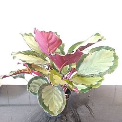 Calathea roseopicta 'Corona' Calathea roseopicta 'Corona'