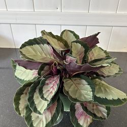 Calathea roseopicta 'Corona' Calathea roseopicta 'Corona'