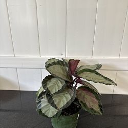 Calathea roseopicta 'Corona' Calathea roseopicta 'Corona'