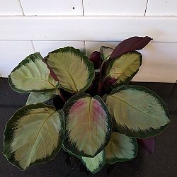 Calathea roseopicta 'Corona' Calathea roseopicta 'Corona'