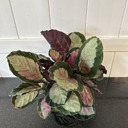 Calathea roseopicta 'Corona' Calathea roseopicta 'Corona'