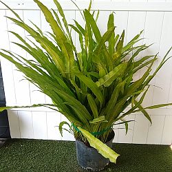 Long Strap Fern Long Strap Fern