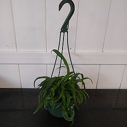 Green Bonnie Spider Plant Green Bonnie Spider Plant