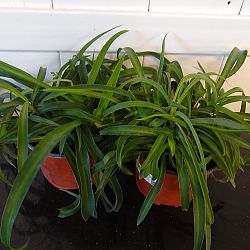 Green Bonnie Spider Plant Green Bonnie Spider Plant