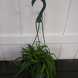 Green Bonnie Spider Plant Green Bonnie Spider Plant