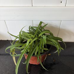 Green Bonnie Spider Plant Green Bonnie Spider Plant