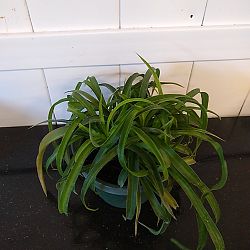 Green Bonnie Spider Plant Green Bonnie Spider Plant