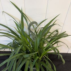 Green Bonnie Spider Plant Green Bonnie Spider Plant