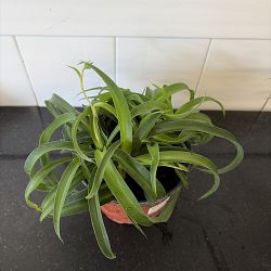 Green Bonnie Spider Plant Green Bonnie Spider Plant