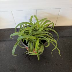 Green Bonnie Spider Plant Green Bonnie Spider Plant