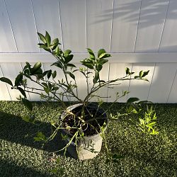 Limequat Citrus Tree Limequat Citrus Tree