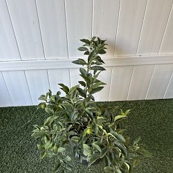 Limequat Citrus Tree Limequat Citrus Tree