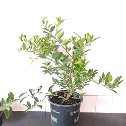 Limequat Citrus Tree Limequat Citrus Tree