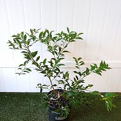 Limequat Citrus Tree Limequat Citrus Tree
