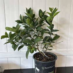 Persian Lime Citrus Tree Persian Lime Citrus Tree