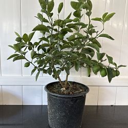 Persian Lime Citrus Tree Persian Lime Citrus Tree